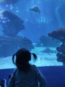 Palma-aquarium-con-niños
